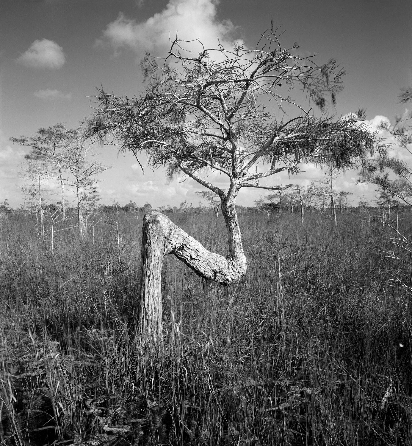 A bird of passage: Krista Elrick's journey through the landscapes of Audubon